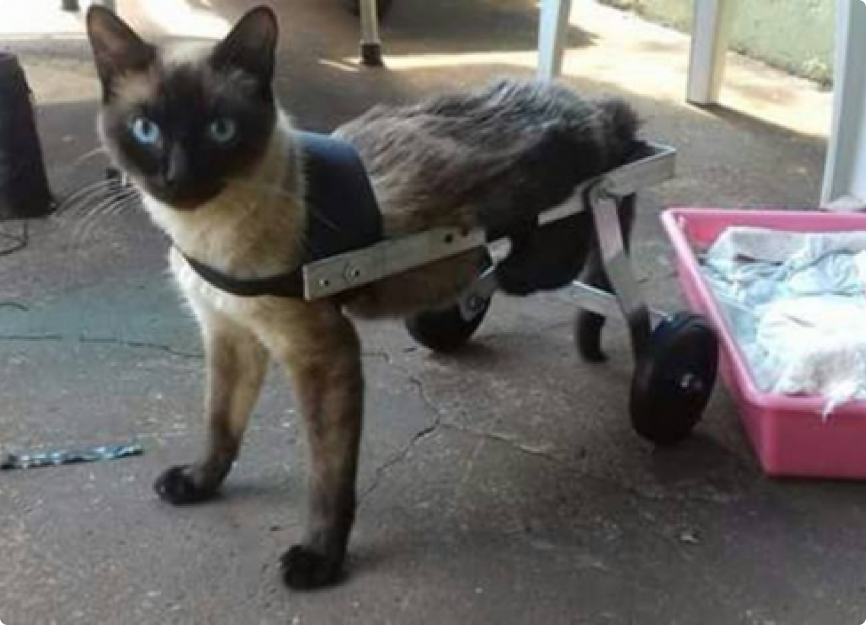 Gato sem as patas traseiras