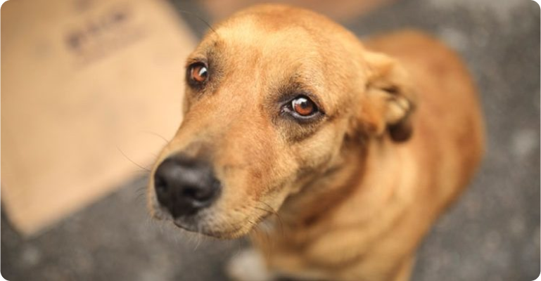 Cachorro sofrendo