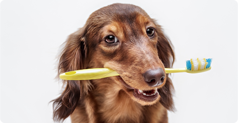 Cachorro com escova de dentes na boca