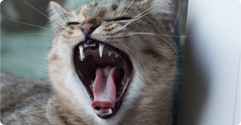 Gato bocejando
